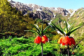 Hakkari